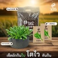 ราคา ชุดปลูกผักชีฝรั่ง เซตผักกินใบ3 พร้อมเมล็ดพันธุ์ออร์แกนิค เมล็ดพันธุ์หายาก ปุ๋ยมูลวัวอัดเม็ด กระถางปลูกผัก (44179048390)
