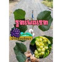 ราคา กิ่งพันธุ์องุ่นติดตาสายพันธุ์ รูทเพอเรท (23720219611)