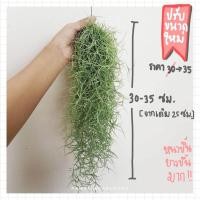 ราคา เคราฤาษี หนวดฤาษี spanish moss (13289824686)