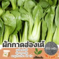 ราคา เมล็ดพันธุ์ผักกาดฮ่องเต้ แบ่งขาย 500 เมล็ด (ซื้อ 5 แถม 1) (26903098582)