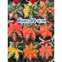 ราคา ยิมโนด่างกระบองเพชรCactus (21702863797)