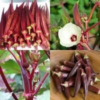 ราคา เมล็ดพันธุ์ กระเจี๊ยบเขียวฝักแดง กระเจี๊ยบมอญ ฝักแดง Red Burgundy Okra Seed 4-10 เมล็ด (10 แถม1 คละได้) (24372722538)