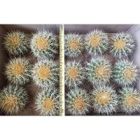 ราคา (ใส่โค้ดMAID317 ลดเพิ่ม 15%)ถังทองไม้เมล็ด Echinocactus grusonii (3288547102)