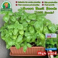 ราคา เมล็ดพันธุ์ เบซิลใบใหญ่ อิตาเลี่ยน Italian Large Leaf Basil Seed 250 เมล็ด Vegetables Seeds ปลูกง่าย อัตรางอกสูง Plants (44171842935)