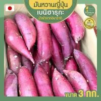 ราคา มันหวานญี่ปุ่น น้ำหนัก 3 KG. มันหวานญี่ปุ่นแท้ Beni Haruka เบนิ ฮารุกะ มันหวาน มันหวานญี่ปุ่นแท้ มันหวานญี่ปุ่นนำเข้า (3659713444)
