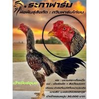ราคา เจ้าเยียร์อุบล ไข่ไก่ชนพม่า เบอร์แข้งสายเลือดเจ้ามหานคร รับประกันแท้ % (29552218500)