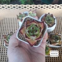ราคา รวมไม้อวบน้ำ กุหลาบหิน สายพันธุ์ Echeveria agavoides (8514184260)