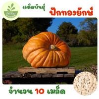 ราคา เมล็ดพันธุ์ฟักทองยักษ์ จำนวน 10 เมล็ด (55303544185)