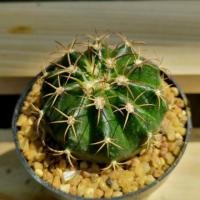 ราคา เมโลแคคตัส​ Melocactus​ (7929410233)