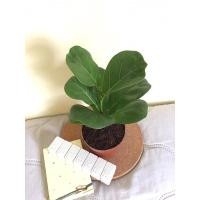 ราคา ไทรใบสัก Fiddle Fig ไทรใบซอ ไทรใบยอ ไม้ฟอกอากาศ (6855982966)
