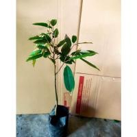 ราคา ทุเรียนมูซังคิงส์ (Musang King) (18405179348)