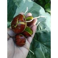 ราคา ลูกเนียงหมาน(5ลูก20บาท) (21313423638)