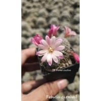 ราคา Rebutia carnival / รีบูเทีย คานิวัล (52755878617)