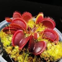 ราคา Dionaea muscipula 'Red shark teeth' พืชกินแมลง กาบหอยแครง ฟันฉลามแดง ต้นแดงหายาก (29824584337)