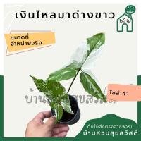 ราคา เงินไหลมาด่างขาว กระถาง 4 นิ้ว syngonium สีสวยหวาน ต้นเงินไหลมาด่างขาว (20820612447)