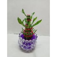 ราคา พร้อมปลูก ไผ่กวนอิม 3 ชั้น พร้อมกระถาง และดินวิทยาศาสตร์ (8249136842)