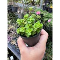 ราคา ม่านสายไหม เกล็ดปลาหมอ สร้อยสังวาน กระถาง 2” (21775849648)