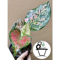 ราคา ต้นอัญมณีแดง หรือ อโกลนีมา Aglaonema (13732398991)
