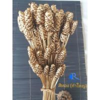 ราคา Rarin ดอกกระถินทุ่ง (สีทอง ) กำใหญ่ 100 ดอก ตกแต่งแจกัน แต่งร้าน พร๊อพถ่ายรูป แต่งโต๊ะอาหาร งาน DIY (15825230238)