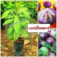 ราคา ต้นแอปเปิ้ลสตาร์ หมากน้ำนม หมากยางต้น ผลไม้โบราณหายาก ต้นกล้าเเข็งเเรงพร้อมปลูก ***สินค้าเสียหายยินดีเคลมฟรี (17896589376)