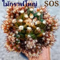 ราคา แคคตัสSOS⭐ไม้ใหม่ ต้นกราฟใหญ่⭐ราคา1,050บาทแคคตัสสีสวยแปลก (8717992930)