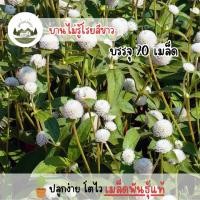 ราคา ดอกบานไม่รู้โรยสีขาว 70 เมล็ด (26360789397)