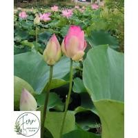 ราคา ดอกบัวหลวงสีชมพูเก็บสดจำนวน 10 ดอก (43080478453)