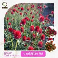 ราคา AGA AGRO I "บานไม่รู้โรย คิส' ก้านดอกยาว สีดอกแปลกตา-100เมล็ด-Gomphrena Qis (20203048748)