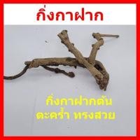 ราคา กิ่งกาฝาก กาฝากตะคร้ำ ทรงสวย (25679949663)