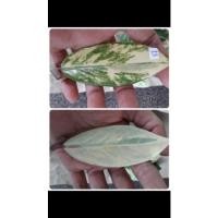 ราคา ใบกวักมรกตด่างตัดสดติดก้านชมพู (8065282217)