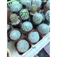 ราคา แมมขนนกขาว ขนนกขาวลุ้นสีดอก ต้นละ50บาท (9946196093)