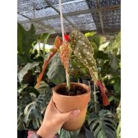 ราคา ✨Begonia Maculata polka dot ต้นบีโกเนีย ต้นบีโกเนียด่าง ต้นบีโกเนียด่างชมพู (52805053694)