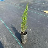 ราคา สนอิตาเลี่ยนไซเปรส (Cupressus sempervirens) ไซร้น่ารัก สูง 22-26 ซม. (19295010888)