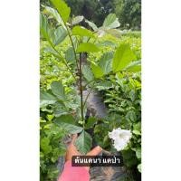 ราคา ต้นแคนา ราคาถูก (ชุด3ต้น) (28928858518)