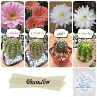 ราคา กระบองเพชร/แคคตัส สายดอก : อิชินอปซิส (Echinopsis) (9214143537)