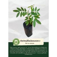 ราคา ต้นพันธุ์ขี้เหล็กยอดขาวเพาะเมล็ด (24913295598)