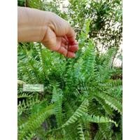 ราคา เฟิร์น​ใบมะขาม​ ปลูก​ง่าย​สวยงาม (3000000101)