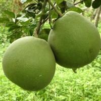 ราคา ต้นส้มโอ Pomelo สายพันธุ์ ขาวน้ำผึ้ง ลำต้นสูง 70-80 ซม ทาบกิ่ง (8171989498)