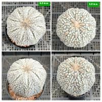 ราคา ชุด 2 ต้น แอสโตร ซุปเปอร์ คาโบโต๊ะ Astrophytum Super Kabuto แคคตัส,กระบองเพชร (26424737100)