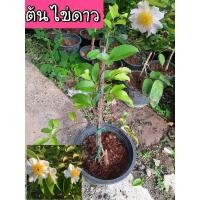 ราคา ต้นไข่ดาว ดอกไข่ดาว (23264110736)