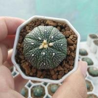 ราคา แอสโตร แคคตัส (Astrophytum) (8053067412)