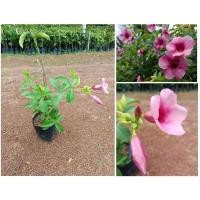 ราคา ต้นดอกบานบุรีสีม่วง ไม้พุ่มดอกสวย ดอกบานสะพรั่งตลอดทั้งปี (24896566980)