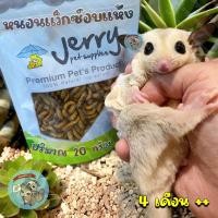 ราคา ( หนอนแว็กซ์เจอรี่ ) JERRY - WAX WORM หนอนแว๊กซ์ หนอนแว็กซ์อบแห้ง หนอนอบแห้ง หนอนนก หนอนนกอบแห้ง อาหาร ชูการ์ กระรอก นก (12294894328)