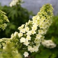 ราคา 4 เมล็ด ดอกไฮเดรนเจีย ดอกสามเดือน ใช้แทนความรัก Hydrangea สายพันธุ์ Gatsby Star (42673787885)