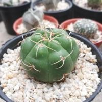 ราคา Gymnocalycium SP. ยิมโนคาไลเซียม (1400883454)