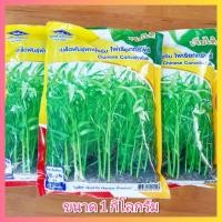 ราคา ผักบุ้งจีน เรียวไผ่ เจียไต๋ 1 กิโลกรัม ผักบุ้งใบไผ่ ต้นอ่อนผักบุ้ง เมล็ดผักบุ้ง (6167334364)