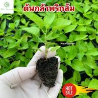 ราคา Nisa Garden ต้นกล้าพริกส้ม (พริกกะเหรี่ยง) แข็งแรง โตเร็ว ซื้อ 10 แถมฟรี 2 (51751623633)