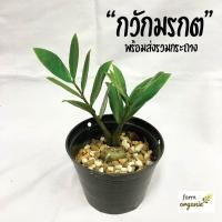 ราคา ต้นกวักมรกต ส่งพร้อมกระถาง ต้นไม้มงคล ต้นไม้ฟอกอากาศ ต้นไม้แต่งบ้าน (12711155195)
