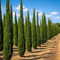 ราคา สนเมดิเตอเรเนียน ไซเปรส Cupressus sempervirens Mediterranean cypress 10 เมล็ด (8764461382)