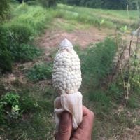 ราคา 20 เมล็ด ข้าวโพด ข้าวสาลี คง โพด Corn Maize Seeds สายพันธุ์ ข้าวเหนียวพันธุ์อุบล (48059101158)